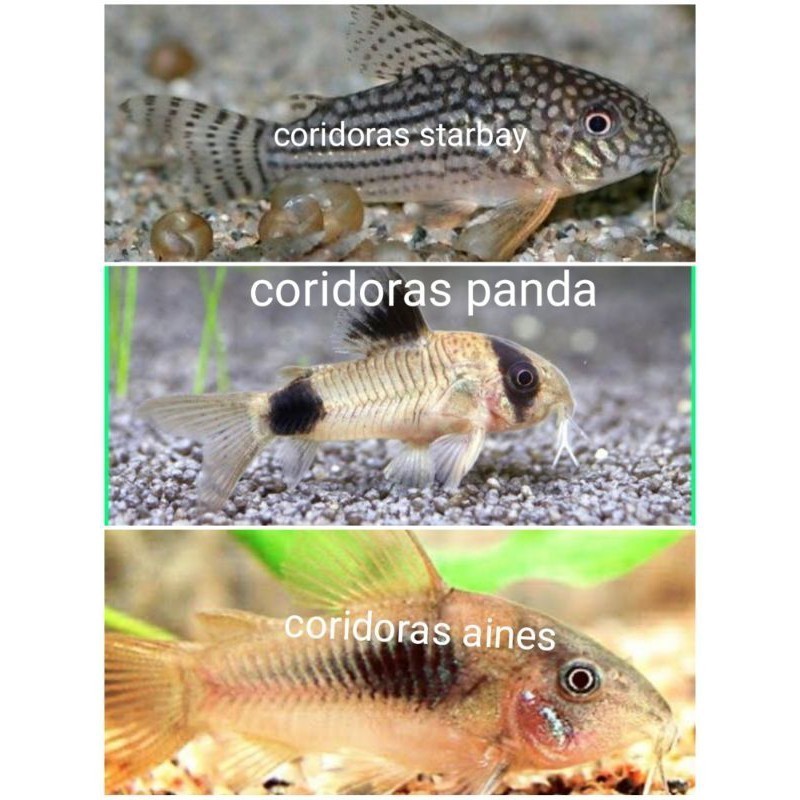 GANCI Ikan hias corrydoras albino tikus putih coridoras aines starbay panda