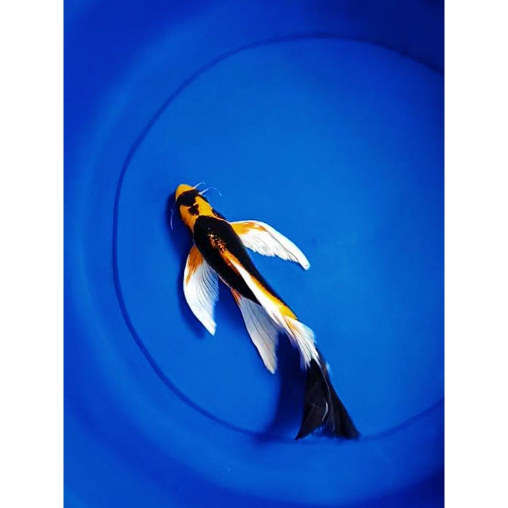 Hiasan paket 1 pcs koi Kabuto slayer kumpay size 9_13cm  kwalitas terbaik/ koi Kabuto slayer