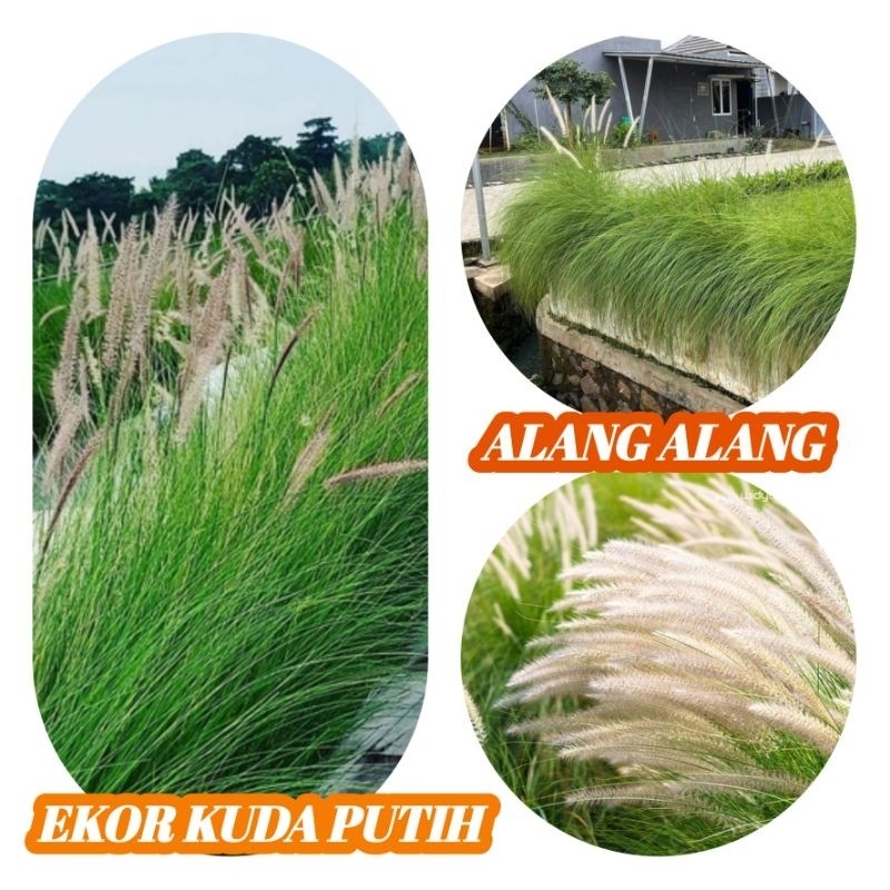 Bibit ALANG ALANG  Ekor Kuda Putih ..