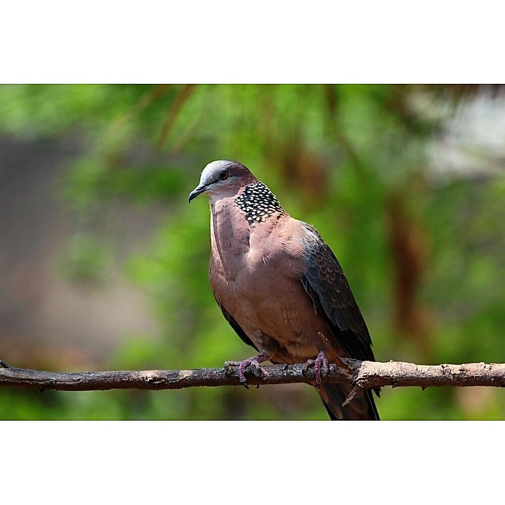 Burung Tekukur ( Deruk Jawa ) pilihn Jantan
