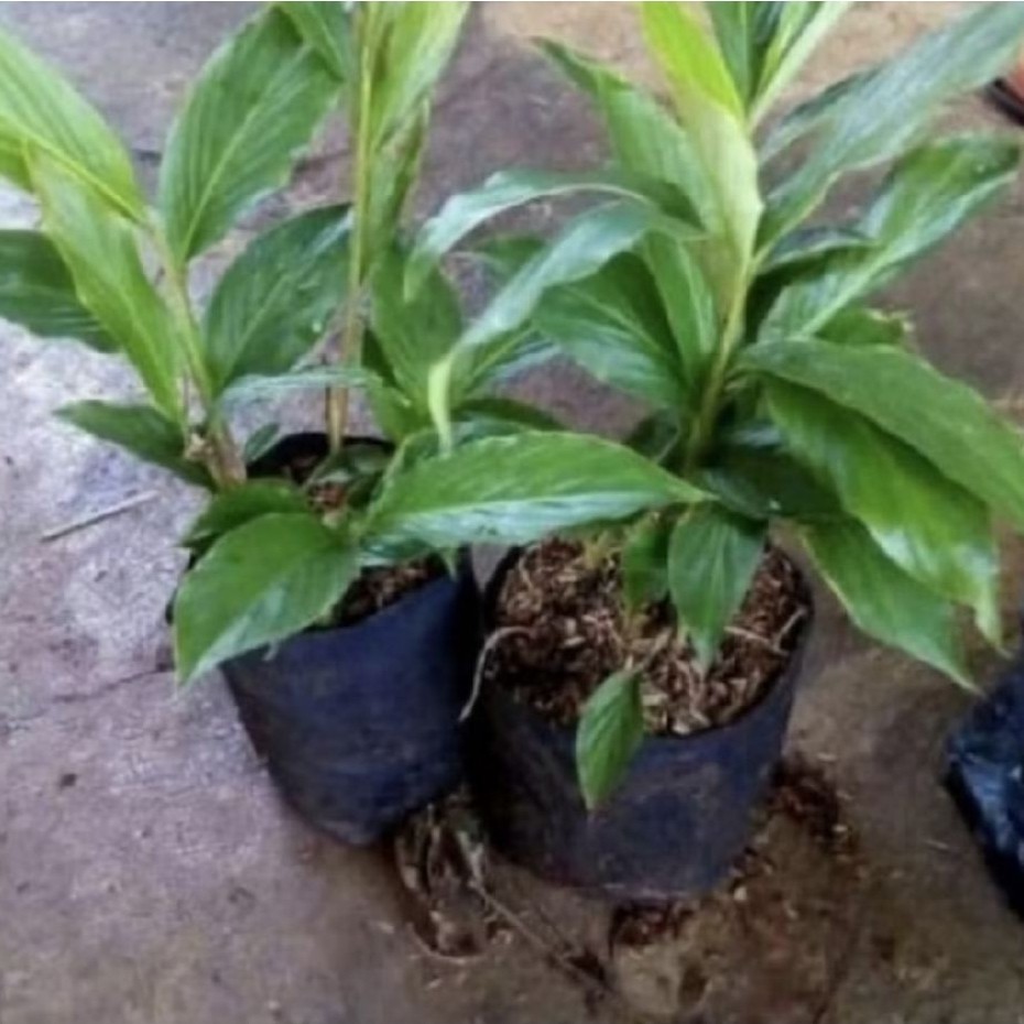 Pohon Honje Hijau/ Tanaman Kecombrang/ Honje Kecombrang