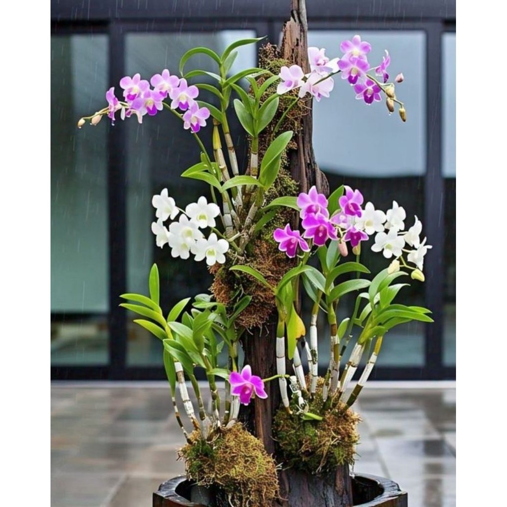 Paket 3 warna anggrek dendrobium (anakan/bonggol/bonggol)warna random