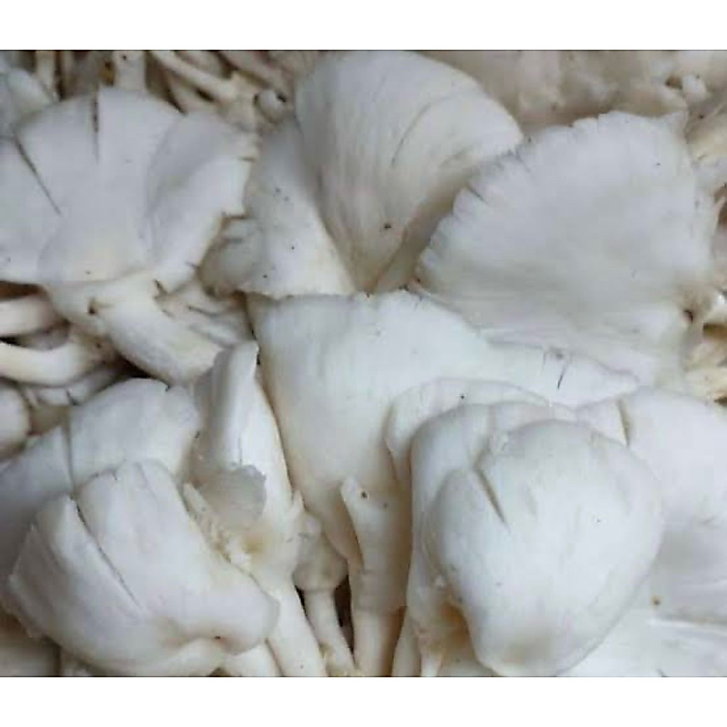 jamur tiram/jamur fresh