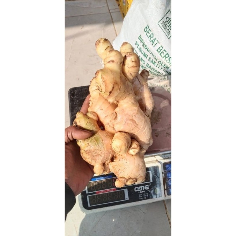 

jual jahe gajah super per 1kg F. S