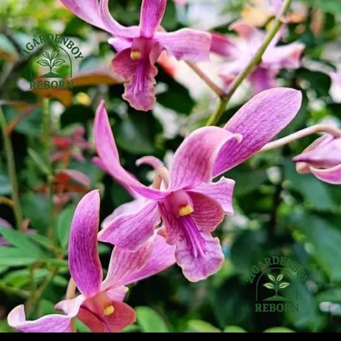 (BAYAR DI TEMPAT) anggrek dendrobium Keiki kriting capung  alor keiki