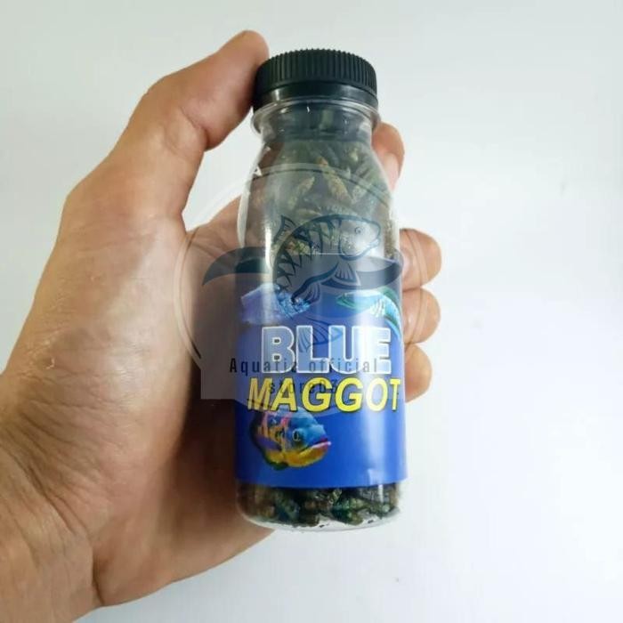 Maggot kering carophyll blue yellow red / maggot kering / maggot / maggot carophyll / pakan chana / 