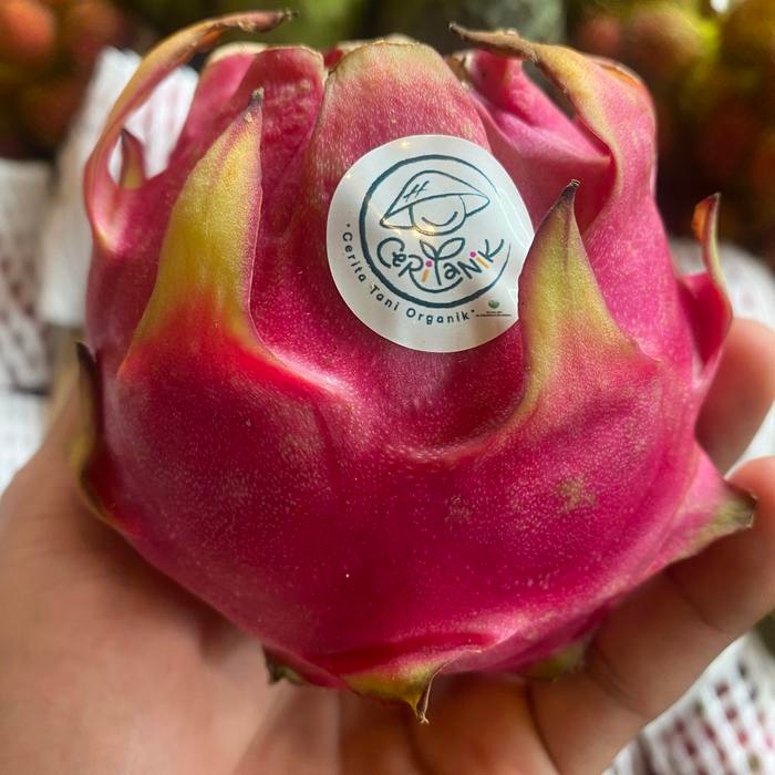

BUAH NAGA MERAH ORGANIK / DRAGON FRUIT ORGANIK RED 1 KG