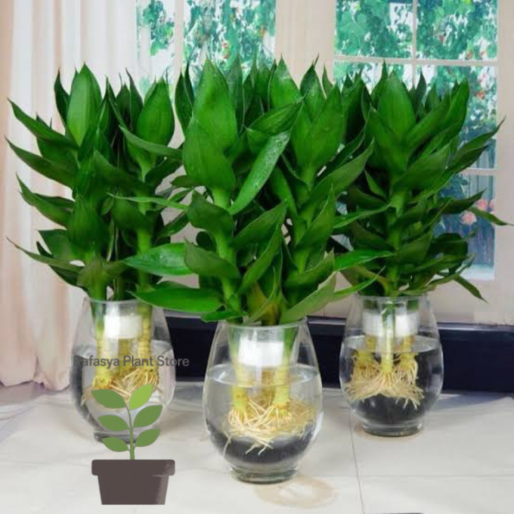 paket isi 3 Pohon bambu hoki / tanaman bambu guanyin bambu keberuntungan