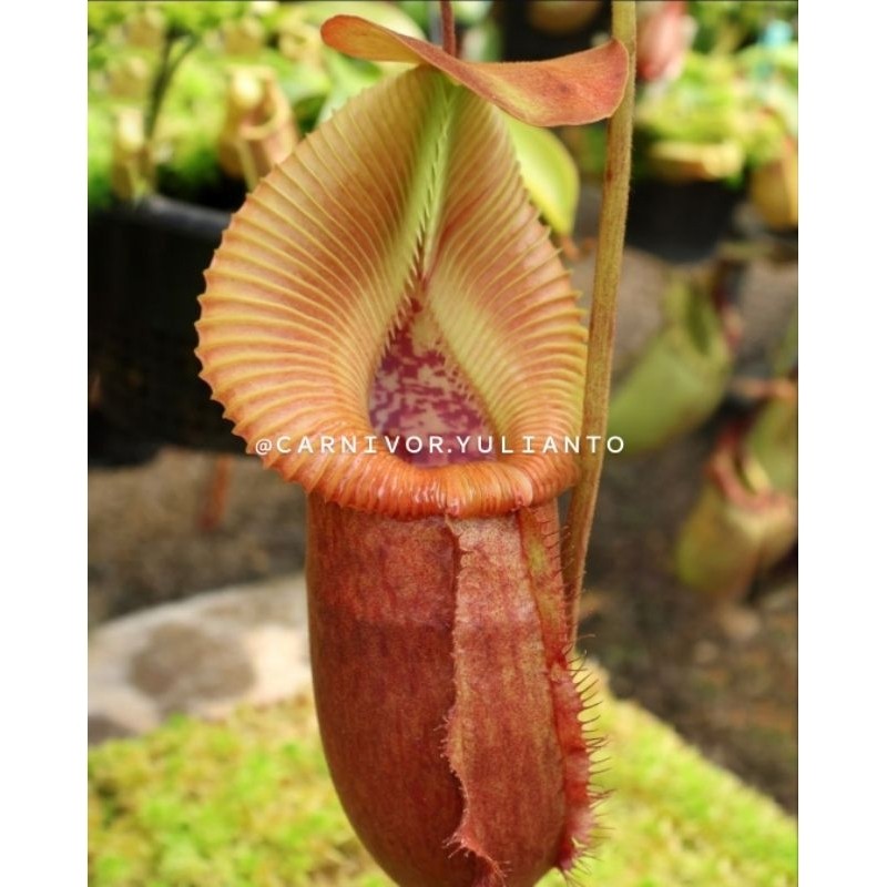 [JUMBO 20 CM ] Kantong Karnivora Semar Jumbo Kantong Semar Pemula Tanaman Hias Besar