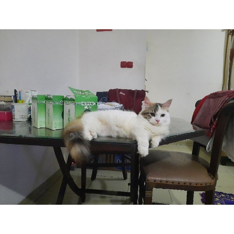 Munchkin Betina Super