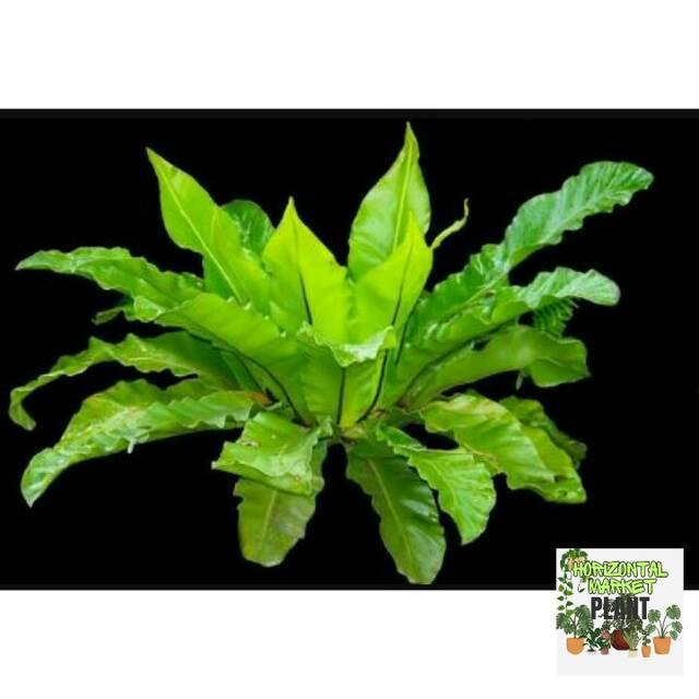 Tanaman kadaka sarang burung(asplenium nidus)-kadaka-kadaka sarang burung