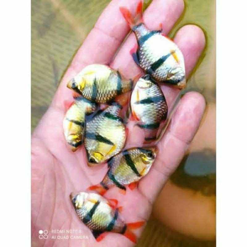 ikan sumatra tiger barb jumbo size XL indukan / ikan tiger barb indukan / ikan sumatra besar size ju
