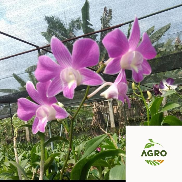 anggrek dendrobium larat dewasa