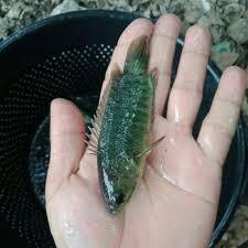 bibit ikan betok / papuyu ukuran 3 jari Per ekor / Betok, puyu, bato, harfan atau betik