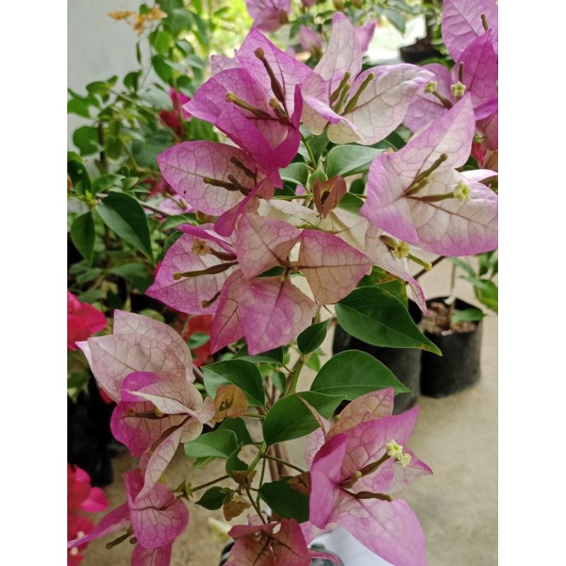 Bibit ori bougenville import Wajid alisha