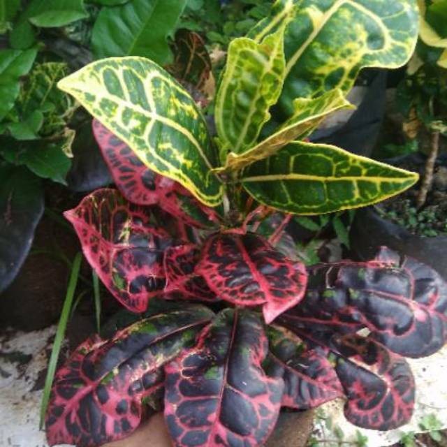 Puring kura-Kura - Tanaman Hias Daun Warna Eksotis