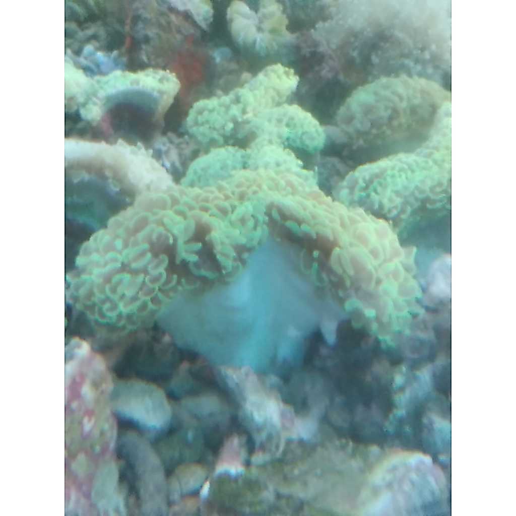 Siwalan Hijau [Koloni] - Green Hammer Coral