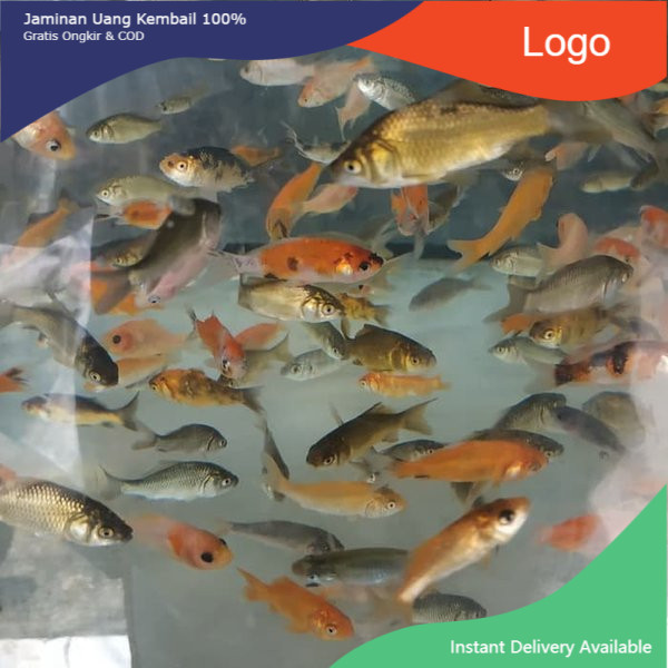 BIBIT IKAN MAS PER EKOR / ANAK IKAN MAS / BIBIT IKAN EMAS