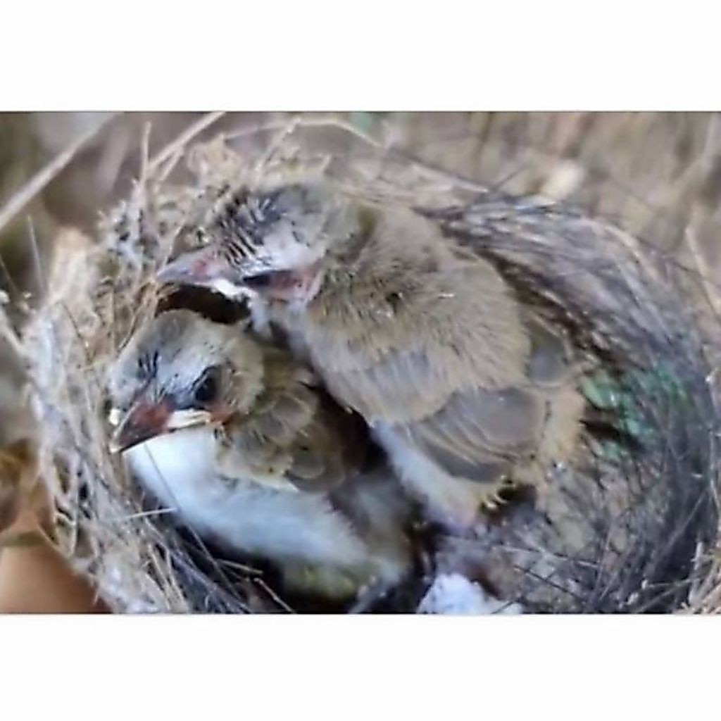 Burung Anakan Lolohan Trucukan Istimewa