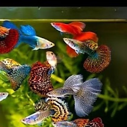 Hiasan Akuarium Guppy Mix Cendol - Paket 5 pcs