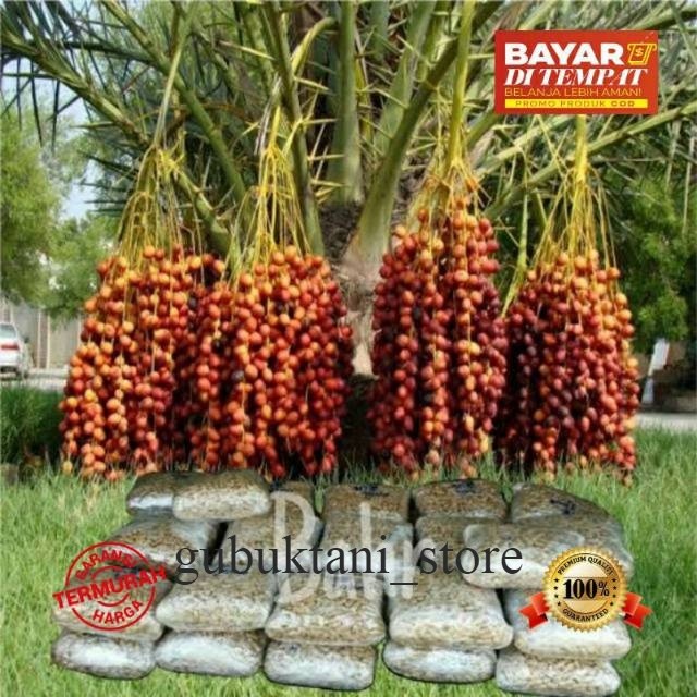 Bibit kurma barhe unggul hasil kultur jaringan