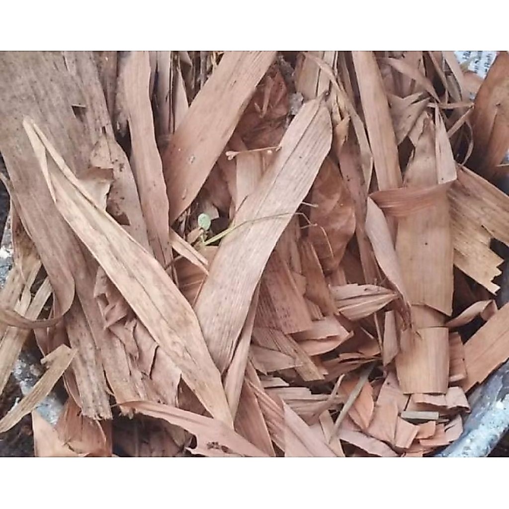 daun bambu kering