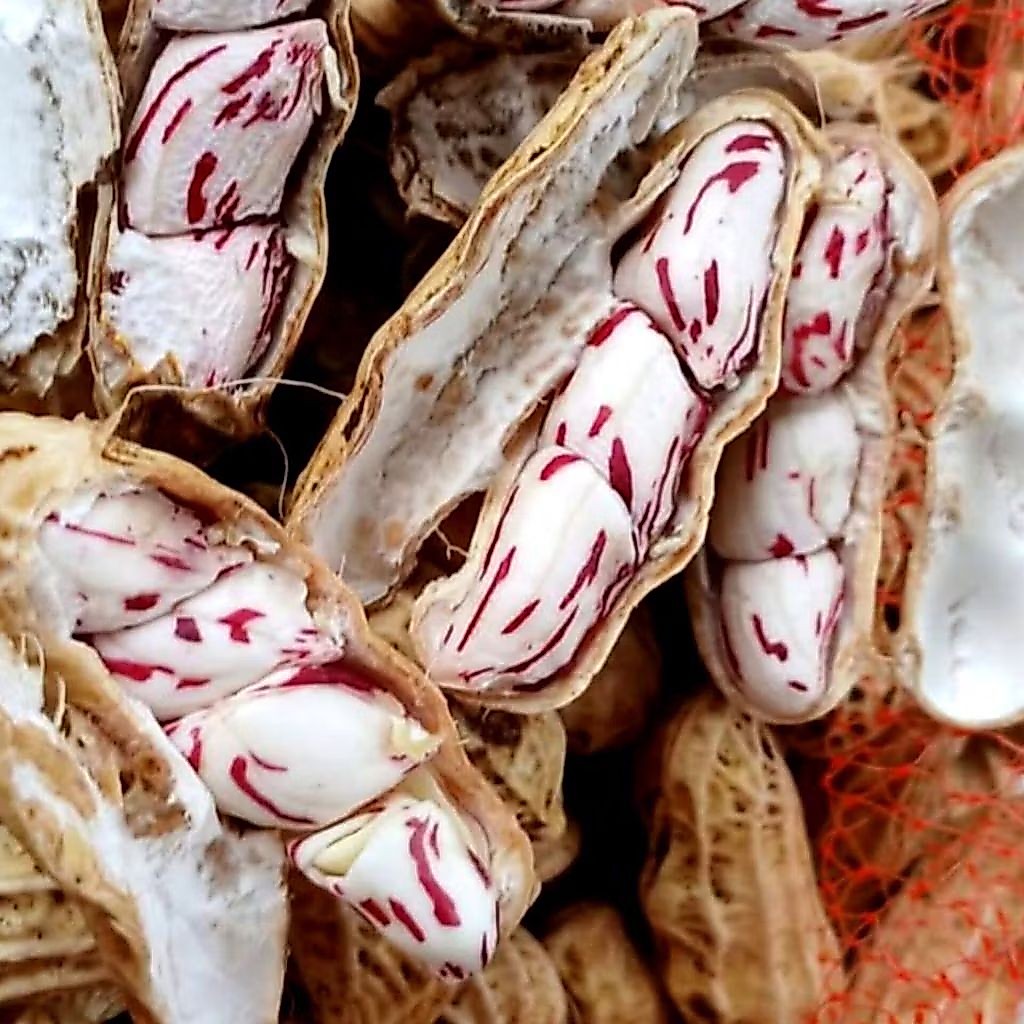 Kacang Lurik Madu 1 KG