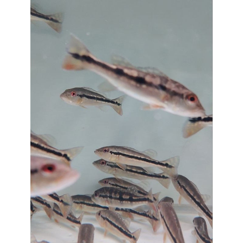 Pbass Pinima Kelberi 6-8 cm