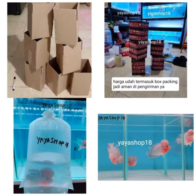 

KF BOX PACKING LUAR KOTA PULAU