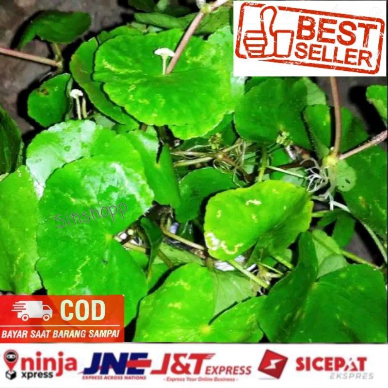 

Daun pegagan segar,antanan 100% organik (100gram)
