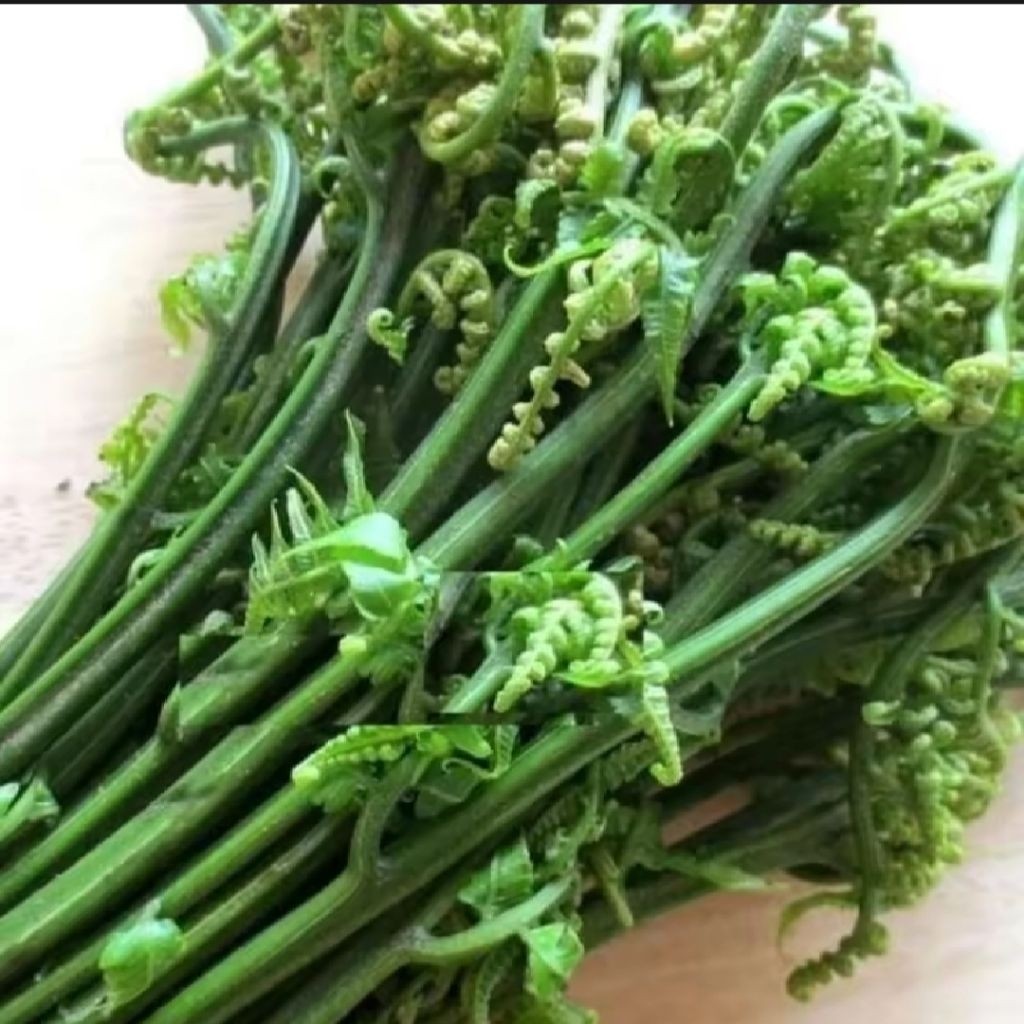 

Pakis Sayur segar 1kg dipetik ketika orderan masuk