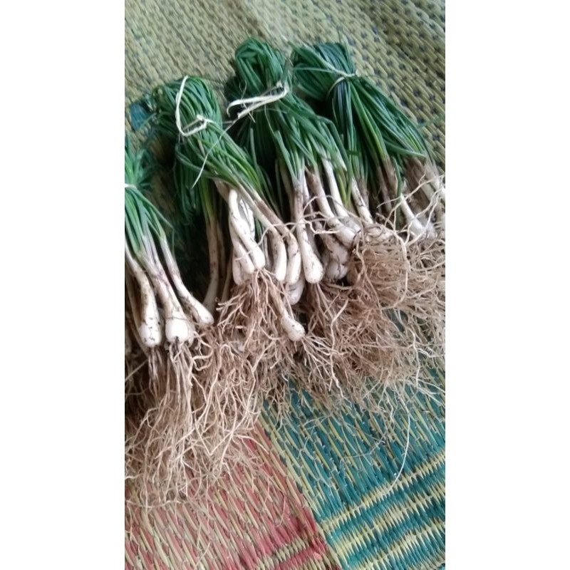 

Bawang kucai segar per ikat