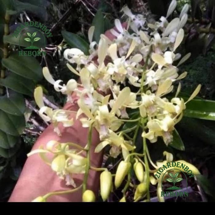 (BISA COD) anggrek dendrobium capung Bali remaja .