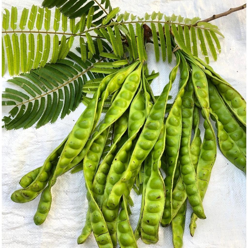 

COD Petai Pete Tua SUPER 1 Ikat [ 10 Papan ] - Pete Segar Pilihan High Quality