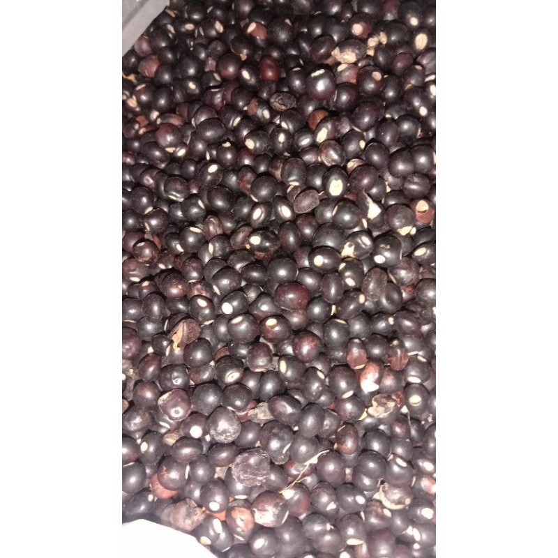 KACANG GUDE, KACANG HITAM UNDIS KERING