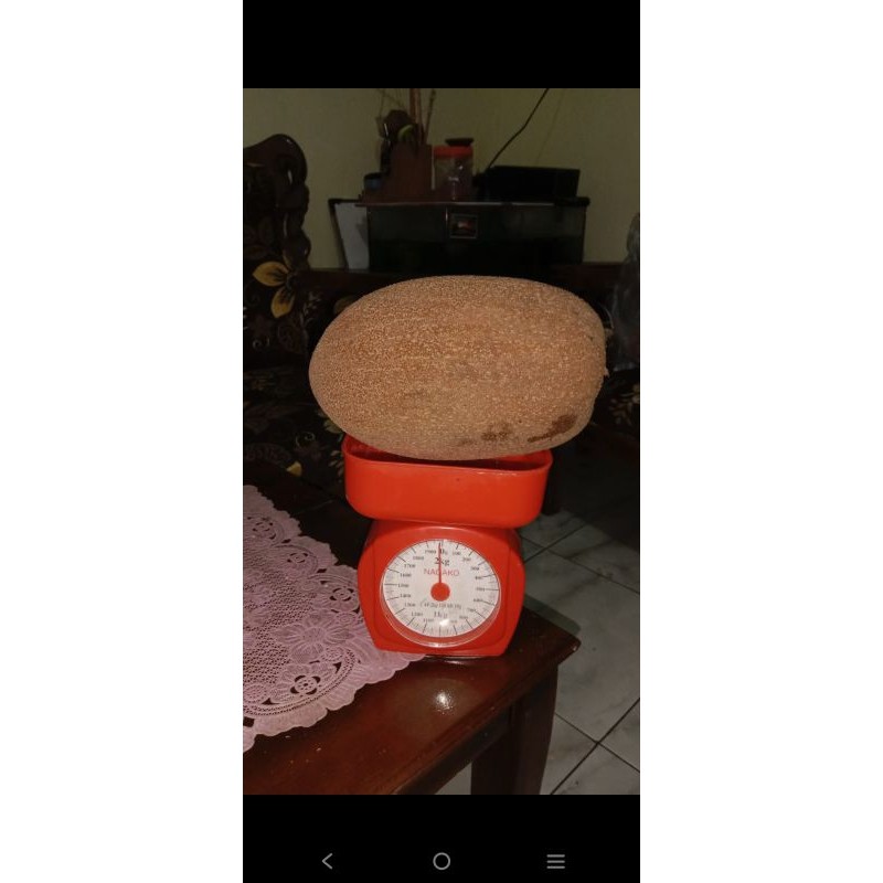 

buah mamey sapote jenis “Magana”