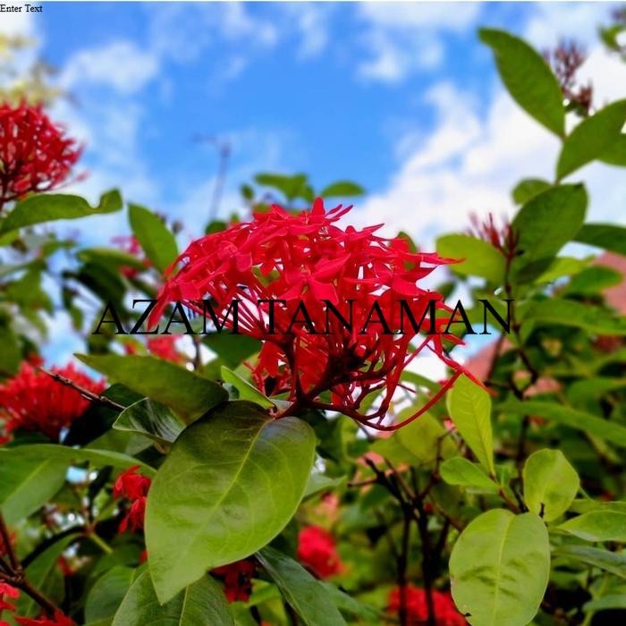 tanaman hias asoka hawai merah - soka daun besar