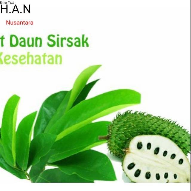 

PROMO !! Daun sirsak segar 100 lembar baru petik buat obat herbal T.V.P