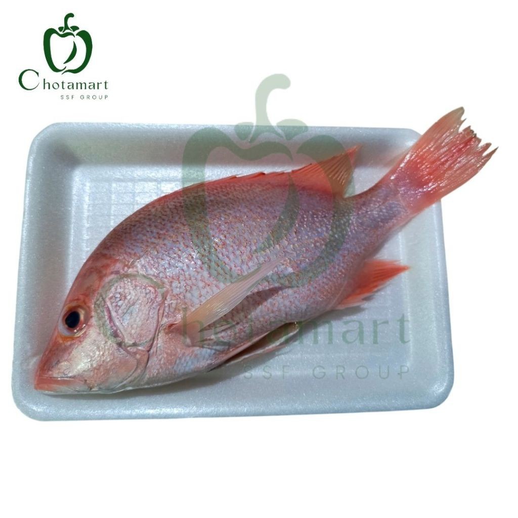 

Ikan Kakap Merah BERSIH 300-350G