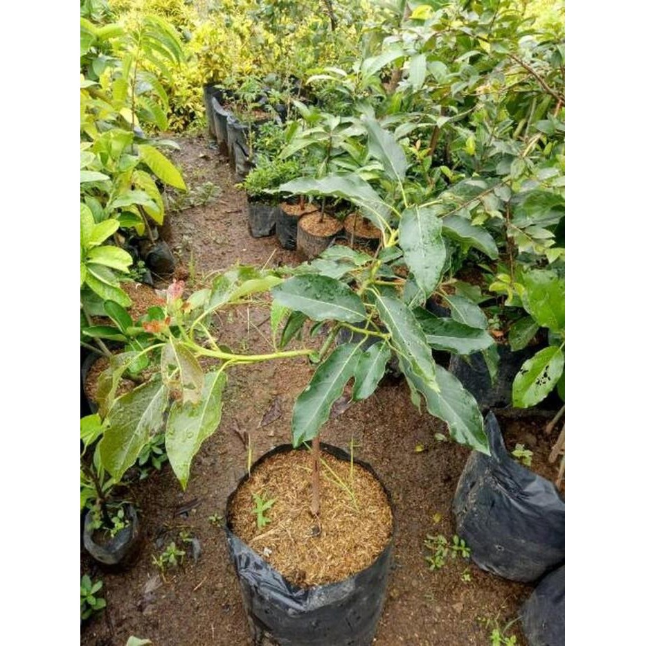 Bibit Alpukat Hass Tinggi 1 Meter | Bibit Alpukat Hass Unggul Genjah Bibit Tanaman Super Unggul CV G