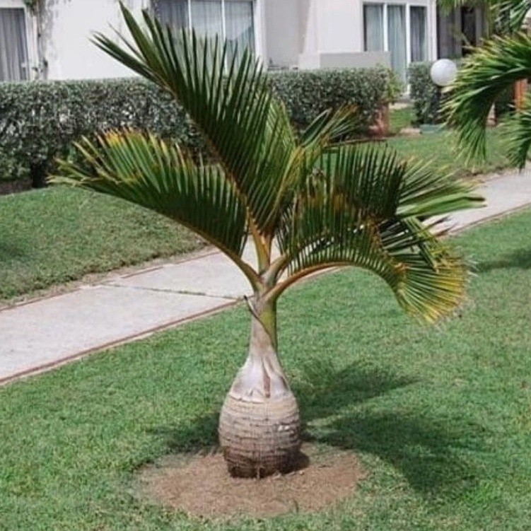 ( BISA COD ) Bibit Tanaman Hias Palem Botol / Pohon Palm Botol Murah / Hiasan Taman Palem Botol / Ta