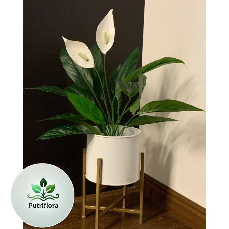 Tanaman Hias Peace Lily Pembersih Udara Sudah Berbunga