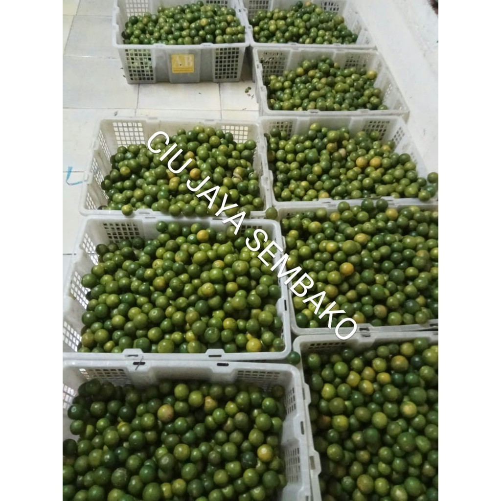 JERUK SONKIT / JERUK KUNCI / LEMON CUI / SONKIT PONTIANAK / KASTURI / SONGKIT