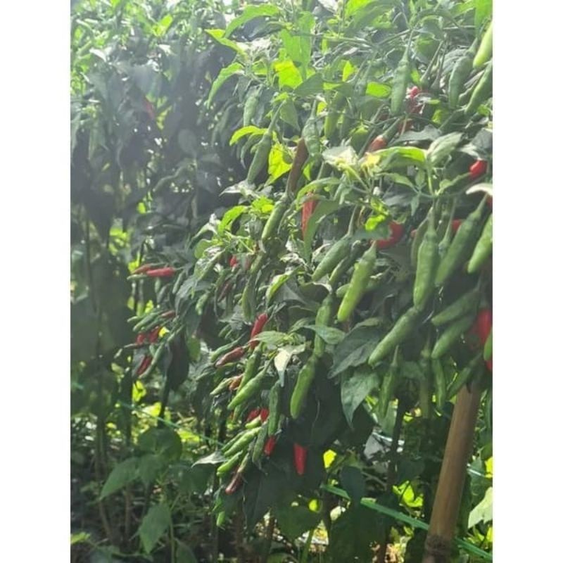 Zico Stored Bibit Cabe Rawit Lokal Siramos - 100 Biji