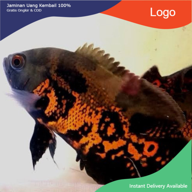 OSCAR BATIK OSKAR BATIK IKAN HIAS PREDATOR AQUARIUM KOLAM