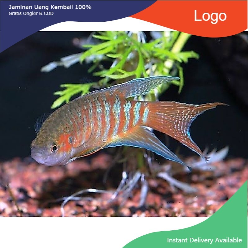 IKAN HIAS SEPAT PARADISE PARADIS IKAN HIAS AQUASCAPE AQUARIUM TAWAR