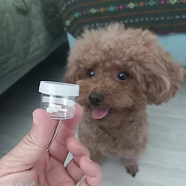 Apoquel, Tablet Obat Anti Gatal Dan Alergi Pada Anjing Original Ampuh Untuk Demodek Demodex Jamur Sc
