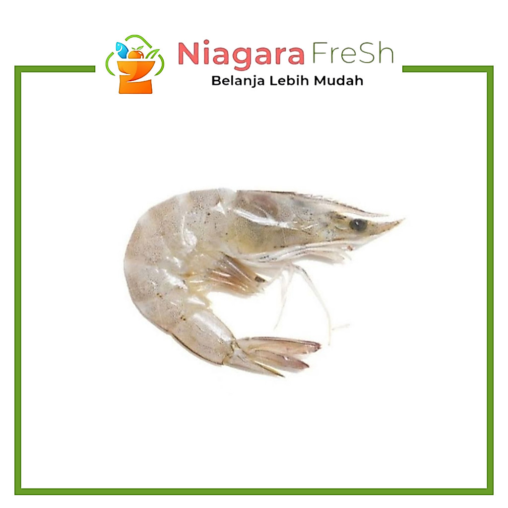 Udang Vaname SIZE 40-50 (Besar) - Segar & Lembut