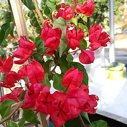 Bibit Bunga Bugenvil Anggur Merah Orian / Bougenville Anggur Merah Import
