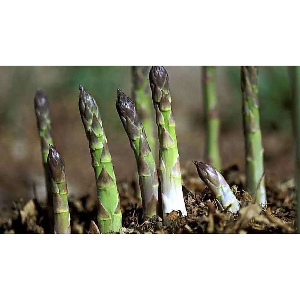 2 Benih Asparagus Benih Asparagus Unggul Berkualitas Bibit Asparagus Bibit Sayur-Sayuran